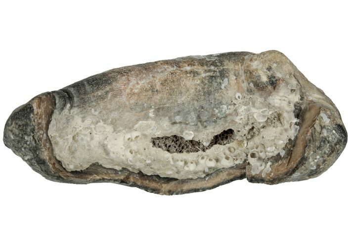 Fossil Whale Ear Bone - Miocene #177769